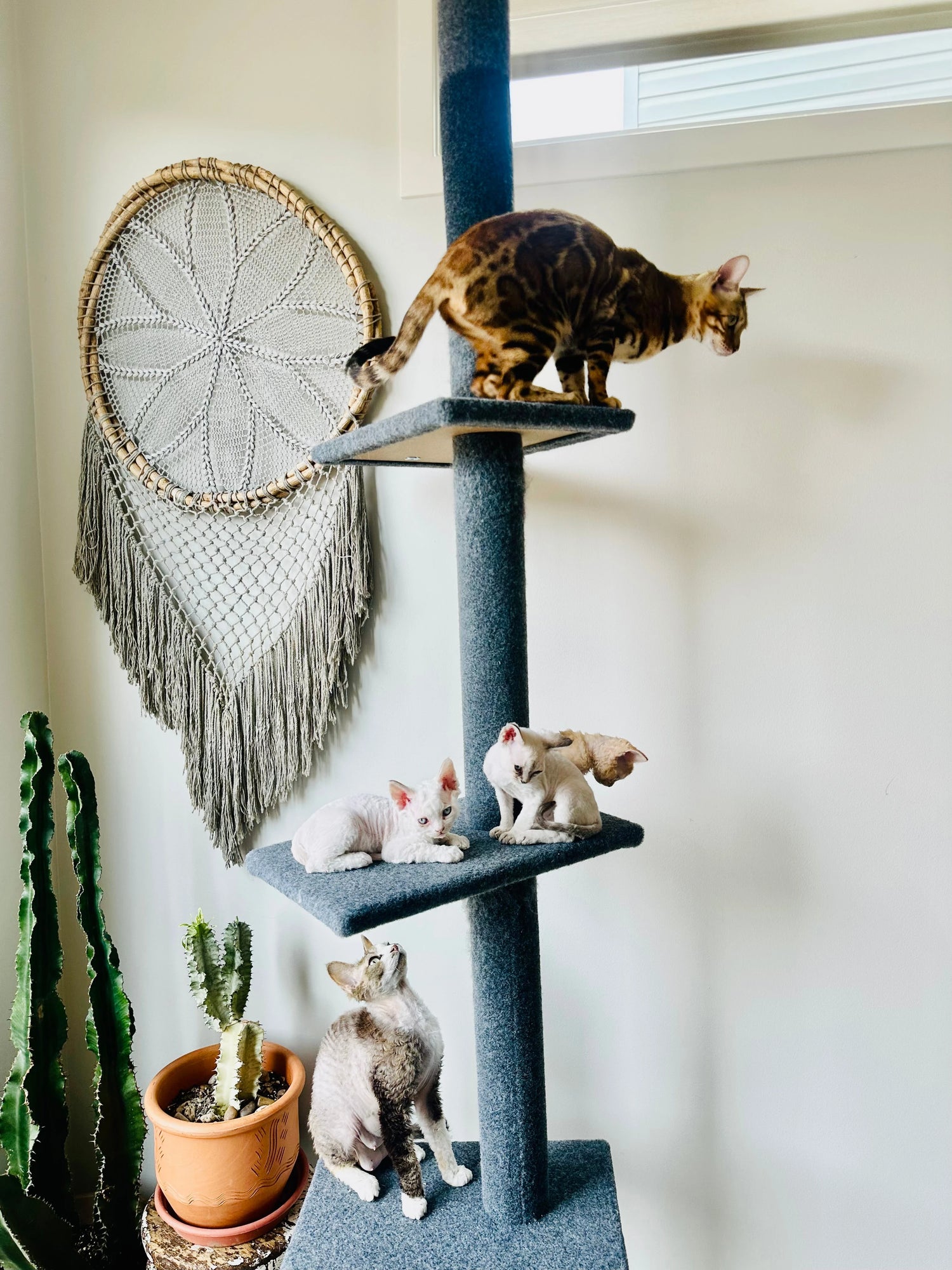 Cat Supplies
